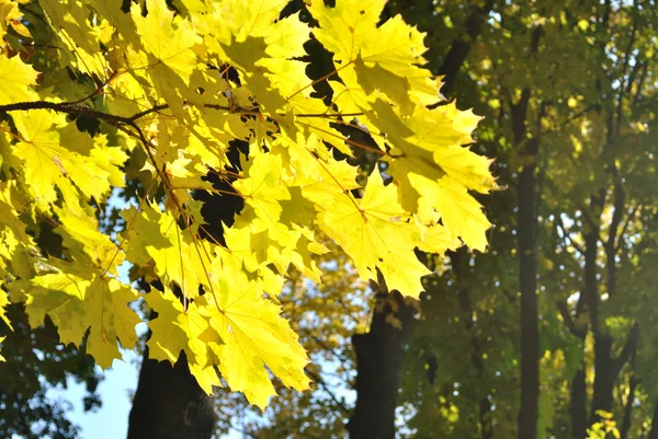 De gele bladeren van esdoorn — Stockfoto