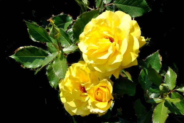 Die gelbe Rose vor schwarzem Hintergrund — Stockfoto