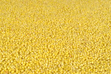 arka plan olarak darı taneleri