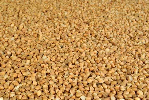 The grains of buckwheat as background — Stock Photo, Image