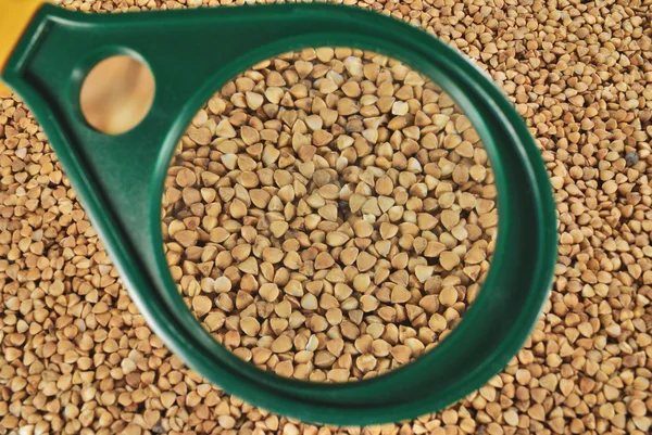 Зерна гречки під збільшувальним склом — стокове фото