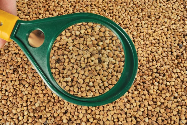 Зерна гречки під збільшувальним склом — стокове фото