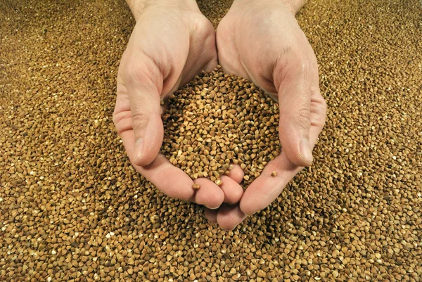 The yield of buckwheat — Stock Photo, Image