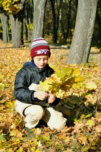 Il ragazzo raccoglie foglie gialle in giardino autunnale Immagini Stock Royalty Free