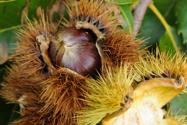 stock image Chestnuts on a branch