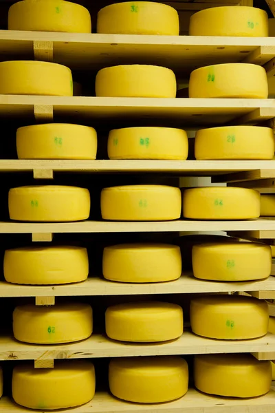 stock image Cheese production