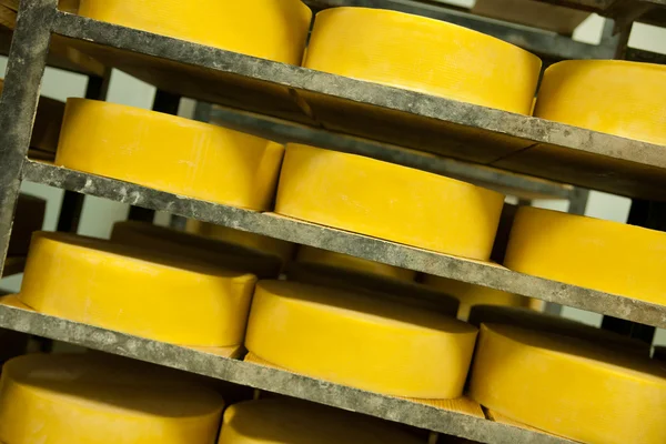 stock image Cheese production