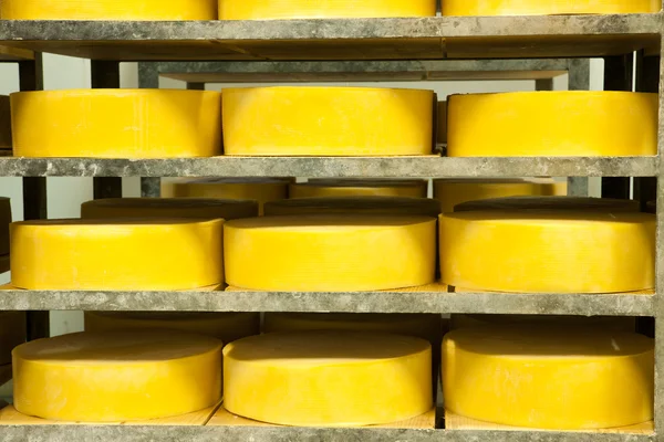 stock image Cheese production