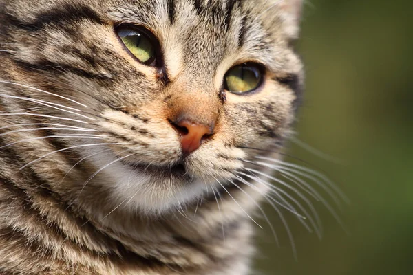 Retrato de primer plano de gato doméstico sobre fondo natural — Foto de Stock