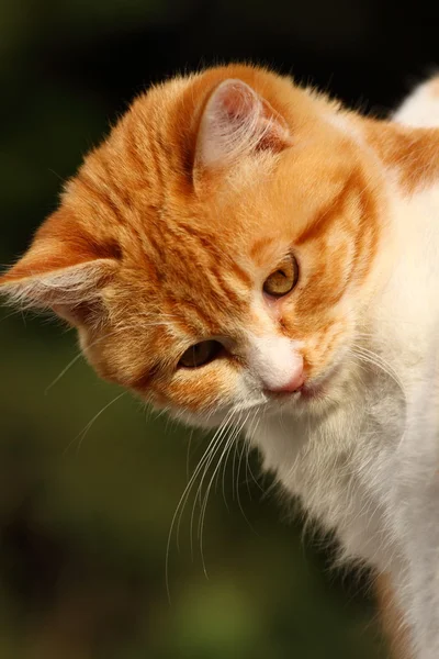Крупный план портрета домашней кошки на естественном фоне — стоковое фото