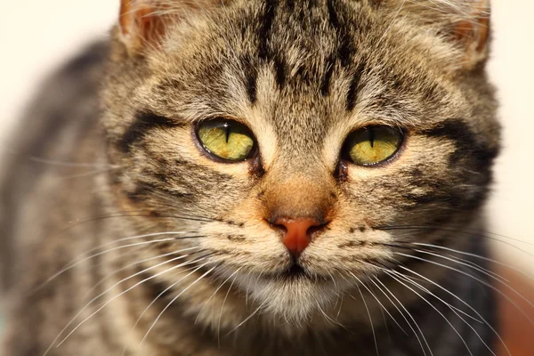 stock image Close-up portrait of domestic cat over natural background