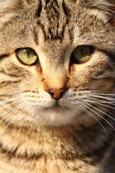 Retrato de primer plano de gato doméstico sobre fondo natural —  Fotos de Stock