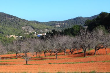 Red cultivated field in Ibiza, Balearic Island, Spain clipart