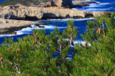 Ibiza İspanya güzel küçük koyda