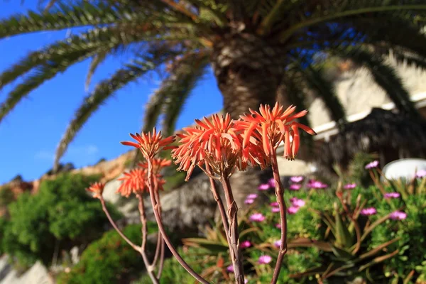 Червоні квіти над зеленою пальмою — стокове фото