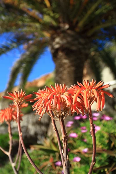 Rode bloemen over groene palm — Stockfoto