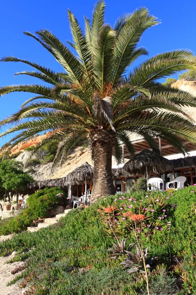stock image Big Green Palm in Ibiza beach, Balearic Island, Spain