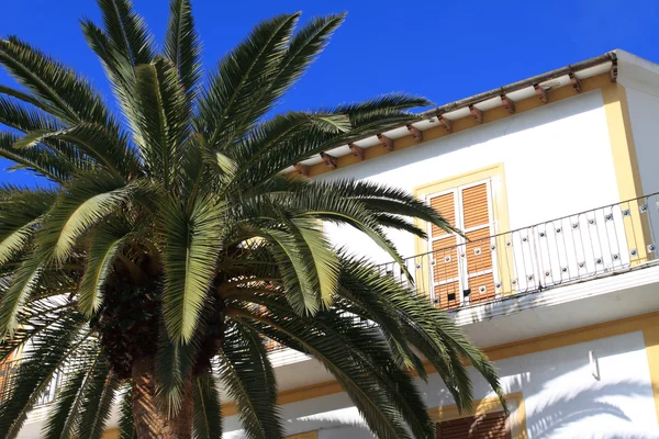 stock image Balearic arquitecture in Ibiza. Green palm over white building.