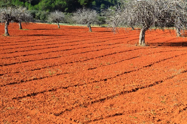 Kırmızı ekili alan Ibiza, Balear adaya, İspanya — Stok fotoğraf