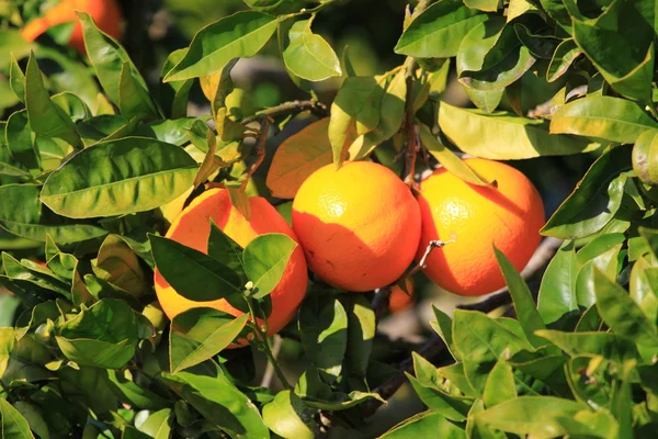 Arbore portocaliu — Fotografie, imagine de stoc