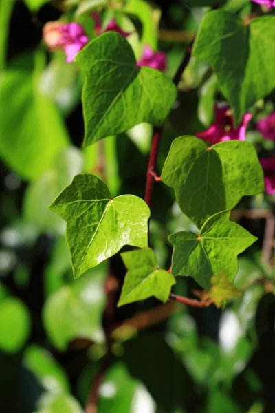 Frische neue grüne Blätter, die im Sonnenlicht leuchten — Stockfoto