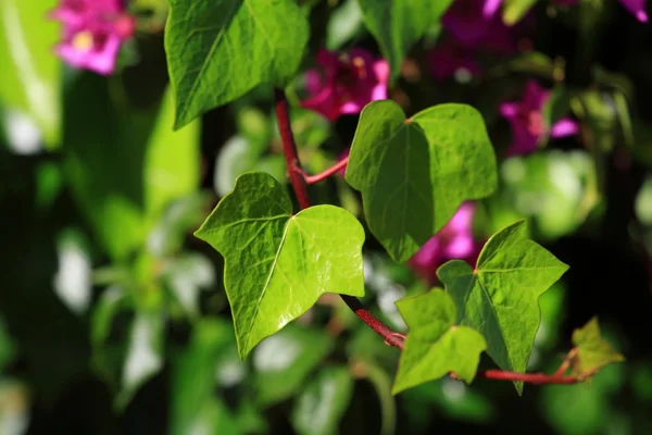 Verse nieuwe groene bladeren gloeien in zonlicht — Stockfoto