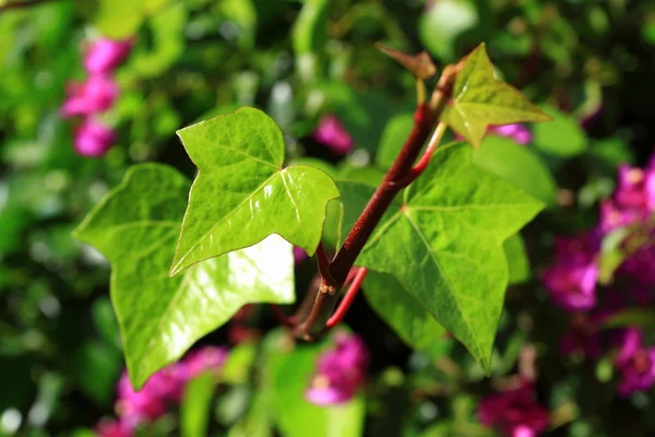Nuevas hojas verdes frescas que brillan a la luz del sol —  Fotos de Stock