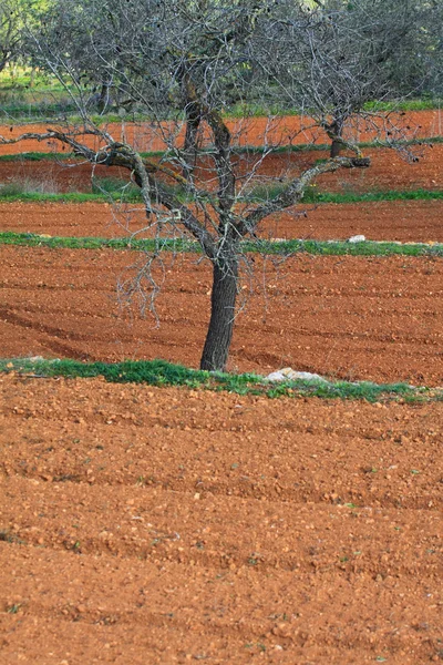 Campo cultivado vermelho em Ibiza, Baleares, Espanha — Fotografia de Stock