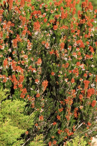 Tipik kumul bitki örtüsü — Stok fotoğraf