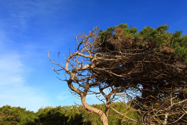 Green pine tree over blue sea. — Stock Photo, Image