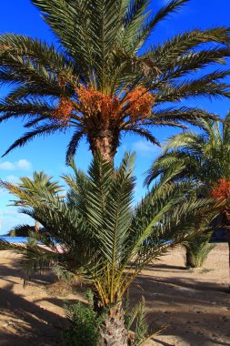güzel küçük koyda Ibiza, baleares Adası, İspanya.
