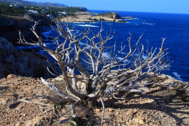 güzel küçük koyda Ibiza, baleares Adası, İspanya.