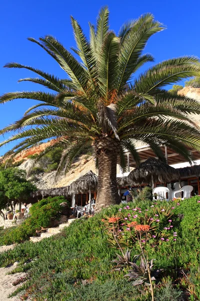 Velké zelené palmy v ibiza beach, Baleárské ostrovy, Španělsko — Stock fotografie