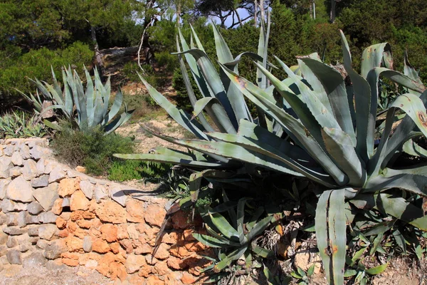 Aloe växt på nära håll i ibiza — Stockfoto