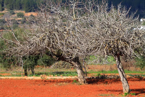 Červená obdělávané pole v ibiza, Baleárské island, Španělsko — Stock fotografie