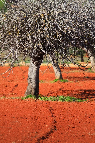 Röd odlade fält i ibiza, Balearerna, Spanien — Stockfoto