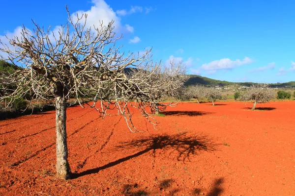 Röd odlade fält i ibiza, Balearerna, Spanien — Stockfoto
