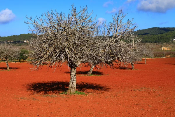 Câmp cultivat roșu în Ibiza, Insula Baleară, Spania — Fotografie, imagine de stoc