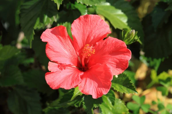 Red malva flover over green background — Stock Photo, Image