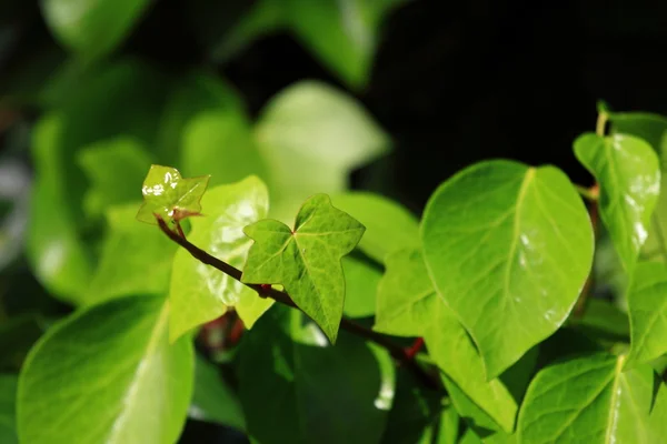 Grüne Blätter mit flachen Sonnenstrahlen — Stockfoto