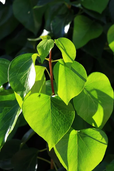 Groene bladeren met sun ray ondiepe — Stockfoto