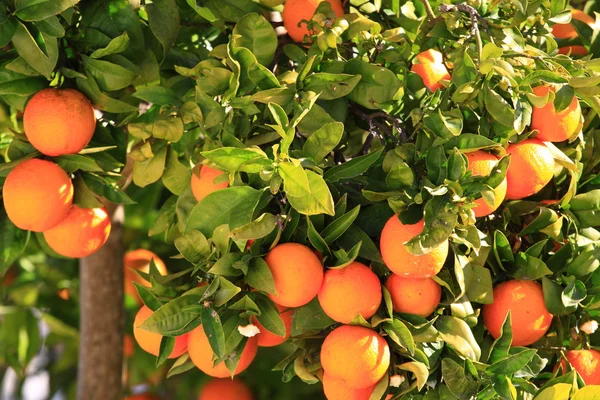 Oranje boom over groene boom in ibiza. — Stockfoto