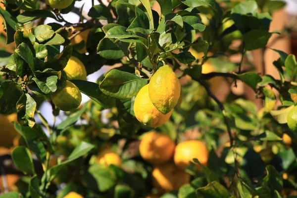 Limonlar limon ağacında yetişiyor. — Stok fotoğraf