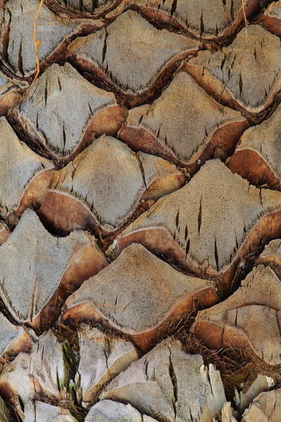 Bovenste stam detail van palmboom achtergrond textuur patroon. — Stockfoto