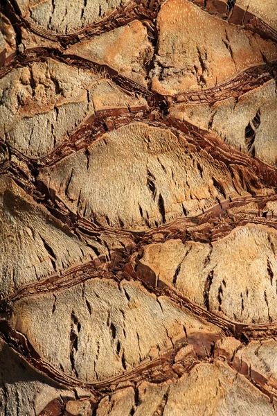 Övre stammen detalj palm träd bakgrund struktur mönster. — Stockfoto