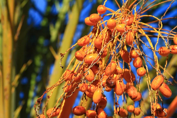 Тропические пальмовые фрукты на естественном фоне — стоковое фото