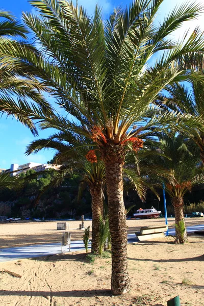 Beautiful small bay in Ibiza, Baleares Island, Spain. — Stock Photo, Image