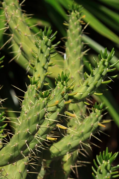 Zielony kaktus roślina ponad tło naturalne. — Zdjęcie stockowe