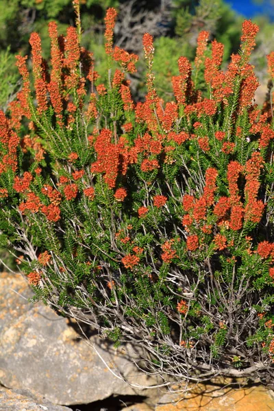 Κόκκινο φυτό στην Ίμπιζα, Βαλεαρίδες Νήσους, Ισπανία — Φωτογραφία Αρχείου