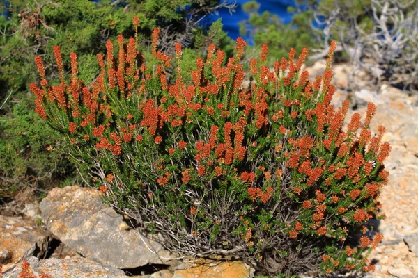 Κόκκινο φυτό στην Ίμπιζα, Βαλεαρίδες Νήσους, Ισπανία. — Φωτογραφία Αρχείου